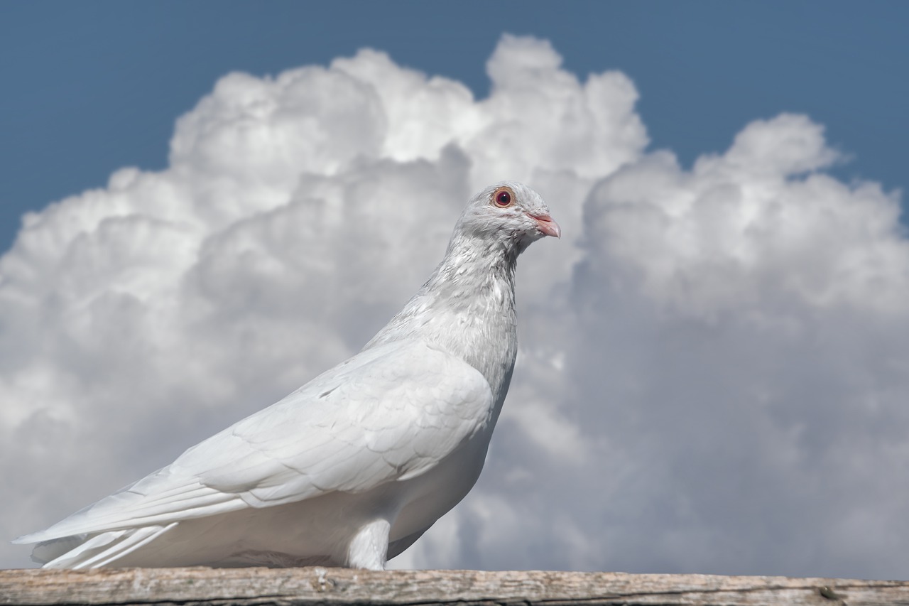 bird, pigeon, ornithology-6937910.jpg