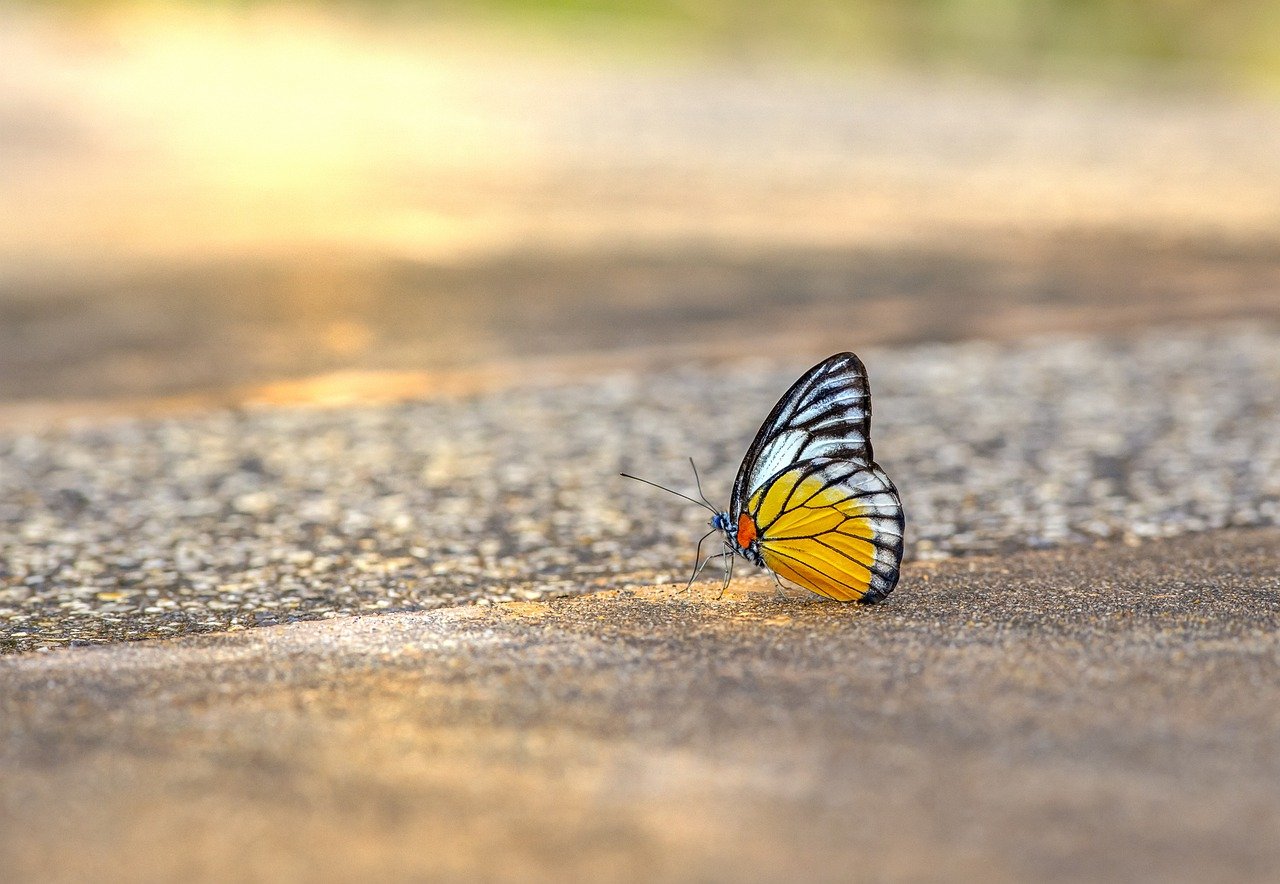 orange gull, cepora judith, thailand-6594958.jpg