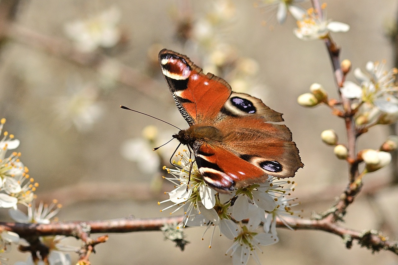 butterfly, peacock butterfly, flower nature-7011395.jpg