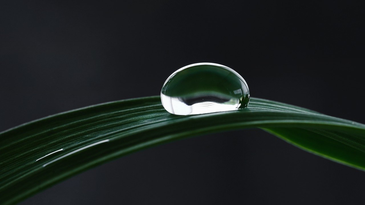 water drop, leaf, nature-7144402.jpg