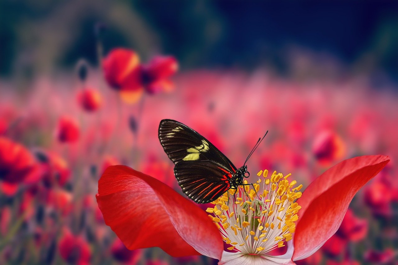 poppies, butterfly, pollination-7189864.jpg