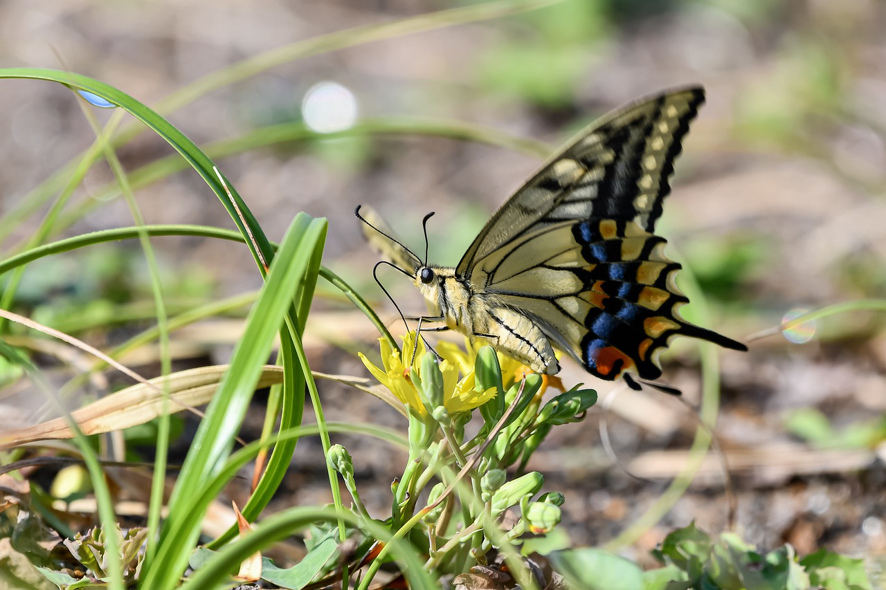 butterfly, flower, pollinate-7431097.jpg