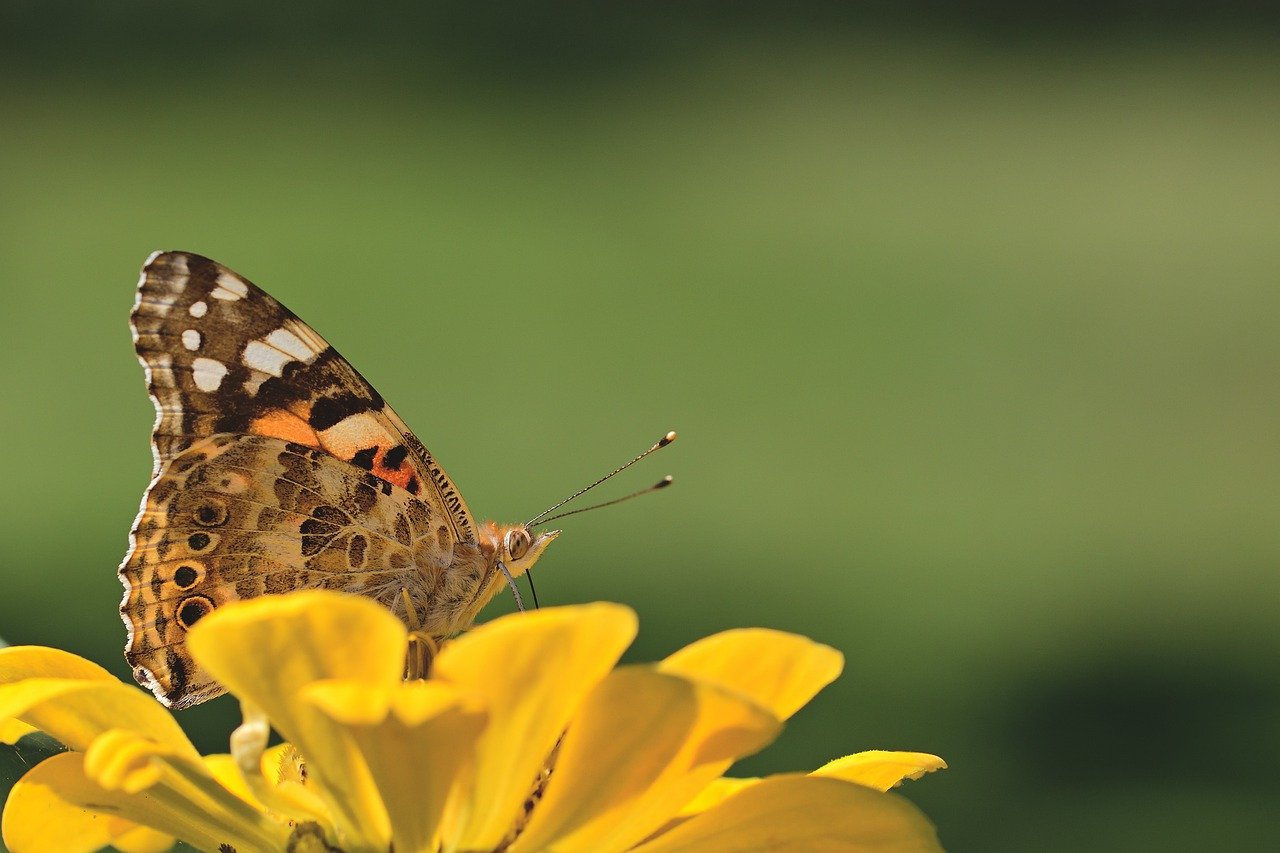 butterfly, vanessa cardui, peregrine butterfly-7478390.jpg