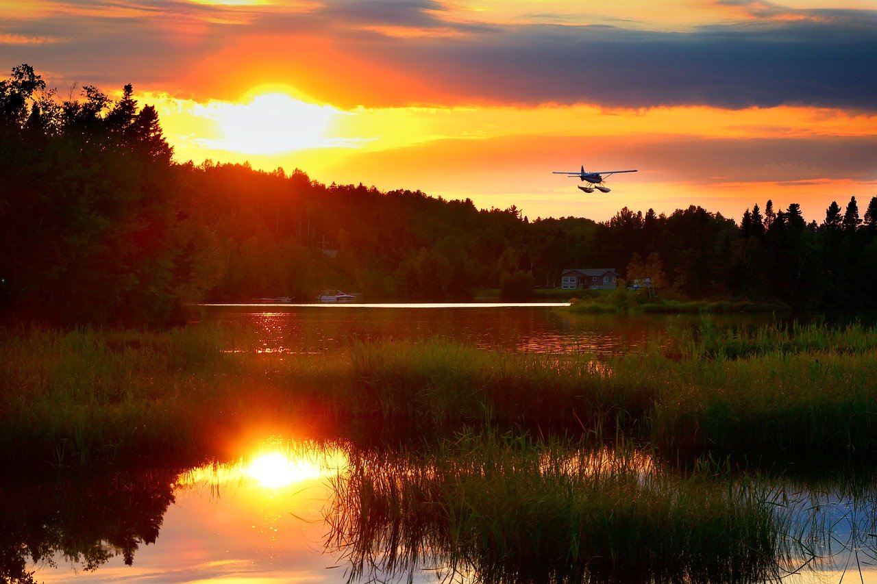 forest, lake, marsh-7439743.jpg