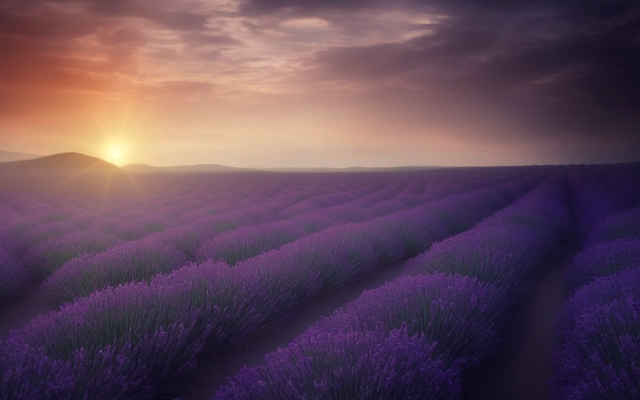 hd wallpaper, nature wallpaper, lavender-7489530.jpg