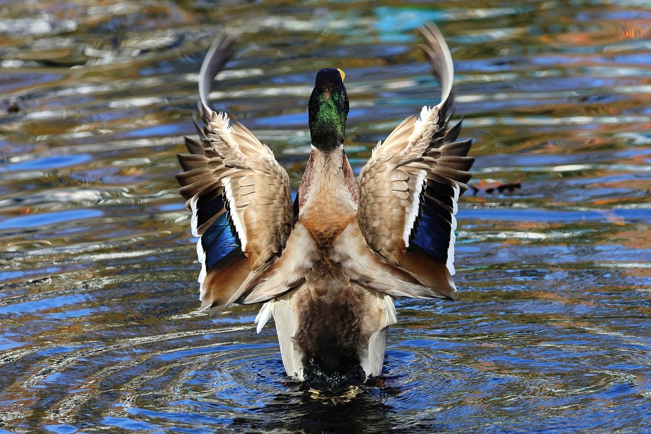 mallard, duck, lake-7546567.jpg