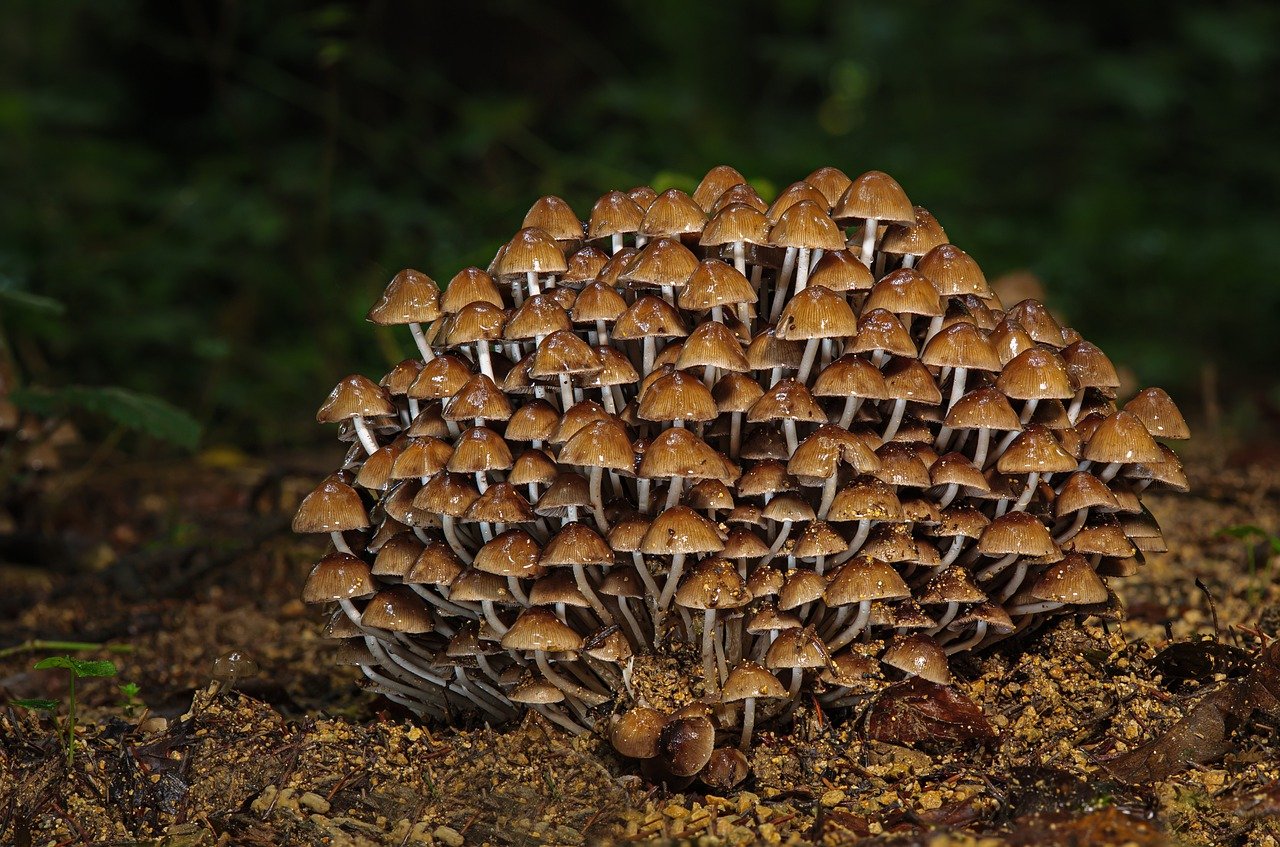 mushrooms, forest floor, fall-7493193.jpg