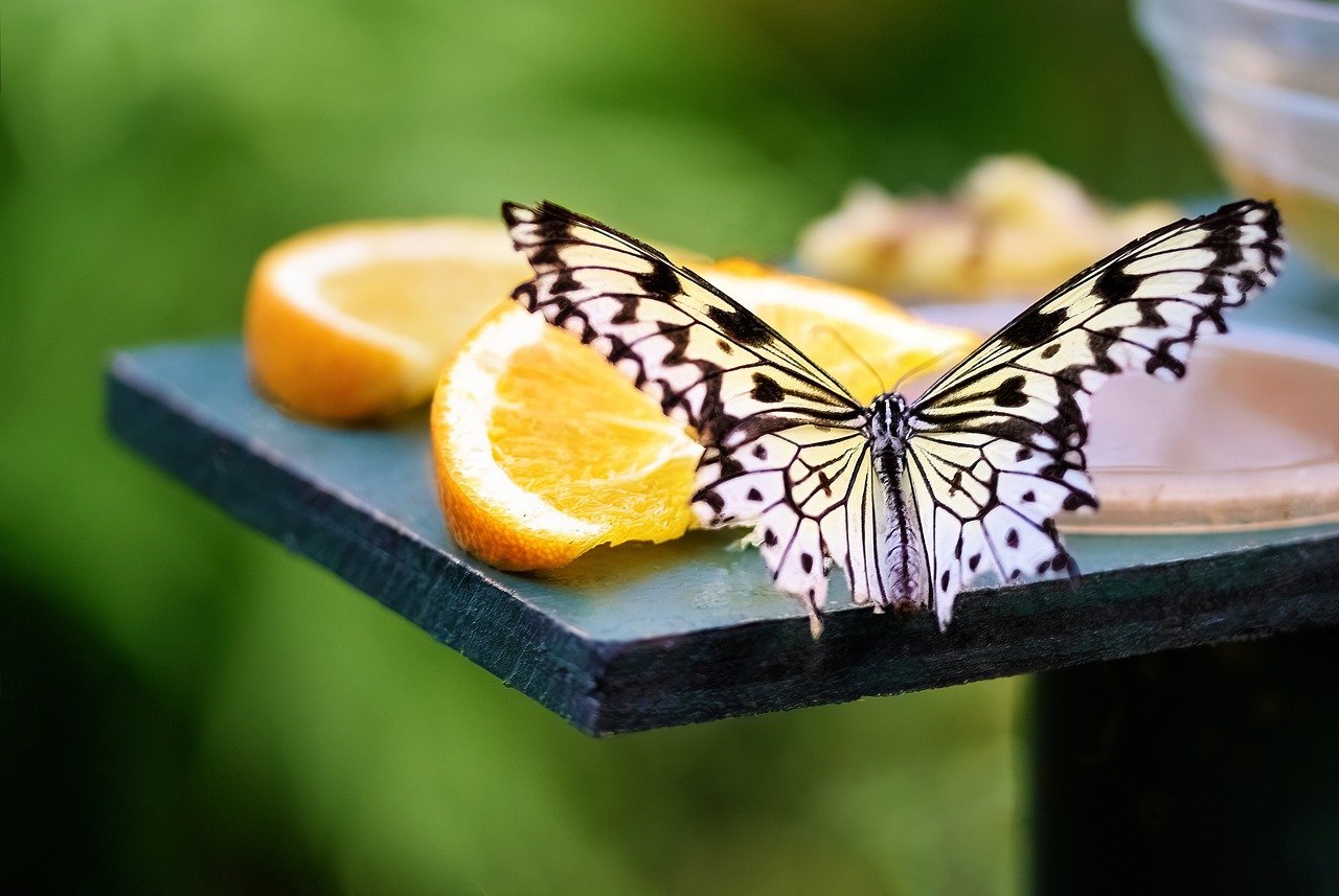 paper kite butterfly, rice paper butterfly, large tree nymph-7548132.jpg