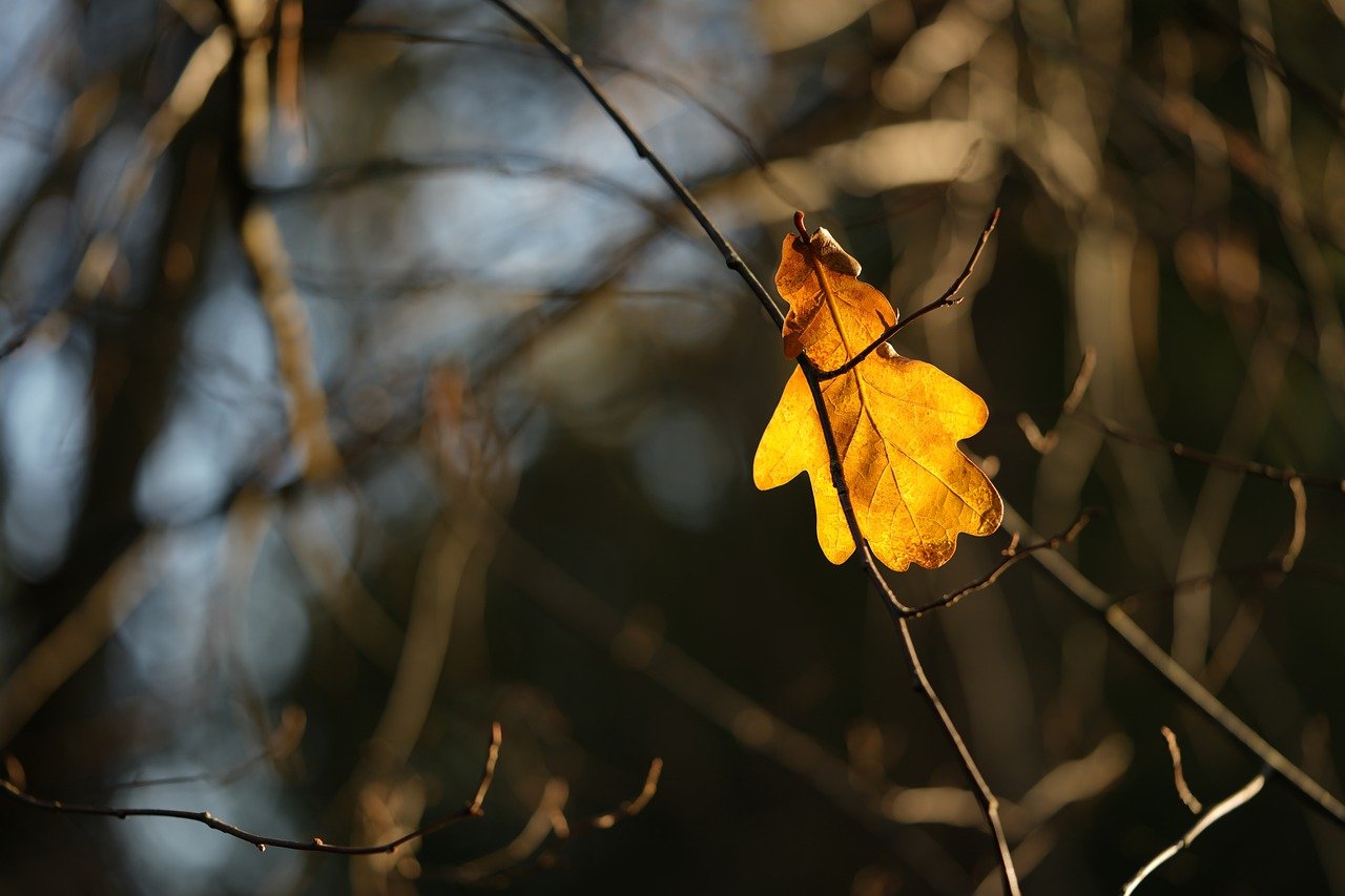 autumn leaves, leaf, fall-7602313.jpg