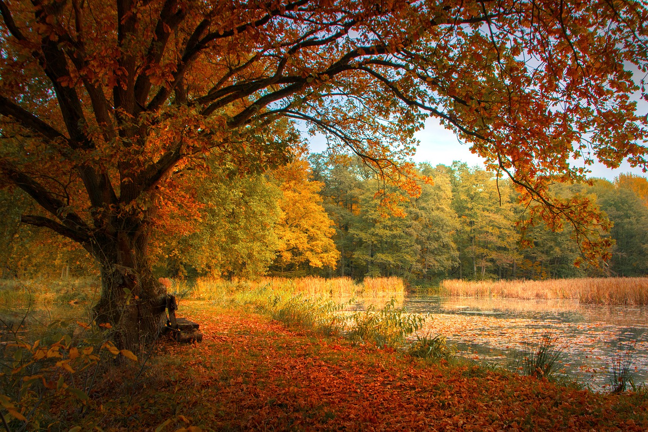 fall, leaves, trees-7574307.jpg