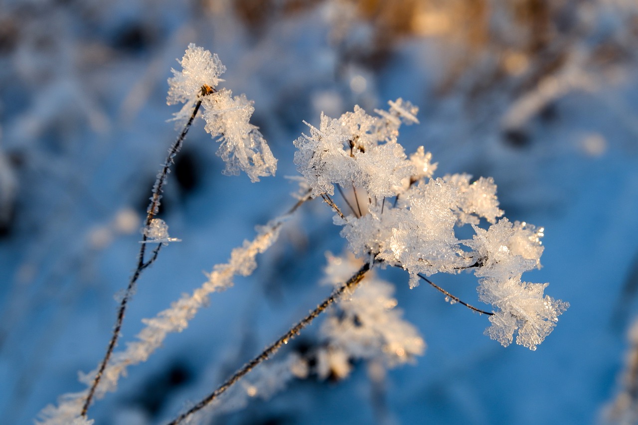 frost, winter, branch-7604738.jpg