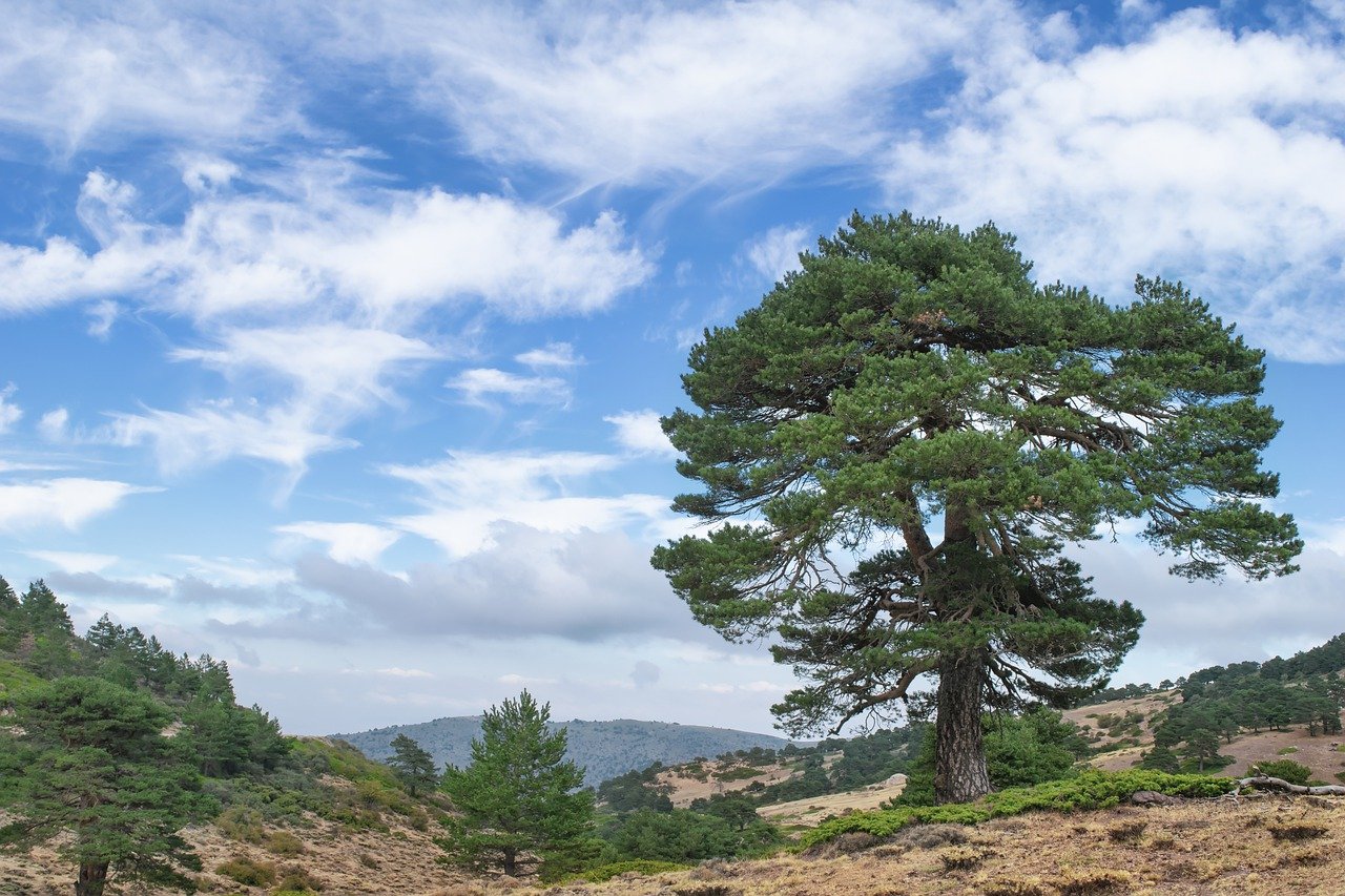 mountains, forest, hiking-7553125.jpg