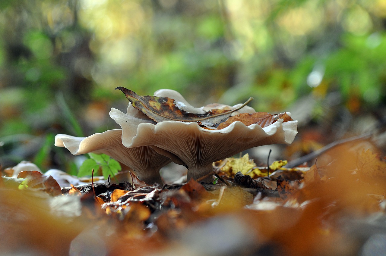 mushrooms, forest, nature-7566834.jpg