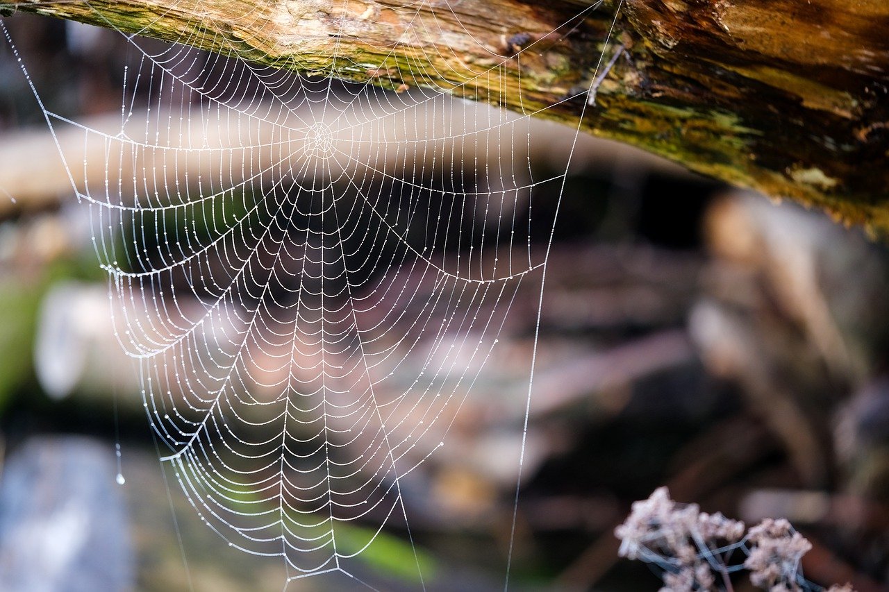 spider web, dewdrop, wet-7593138.jpg