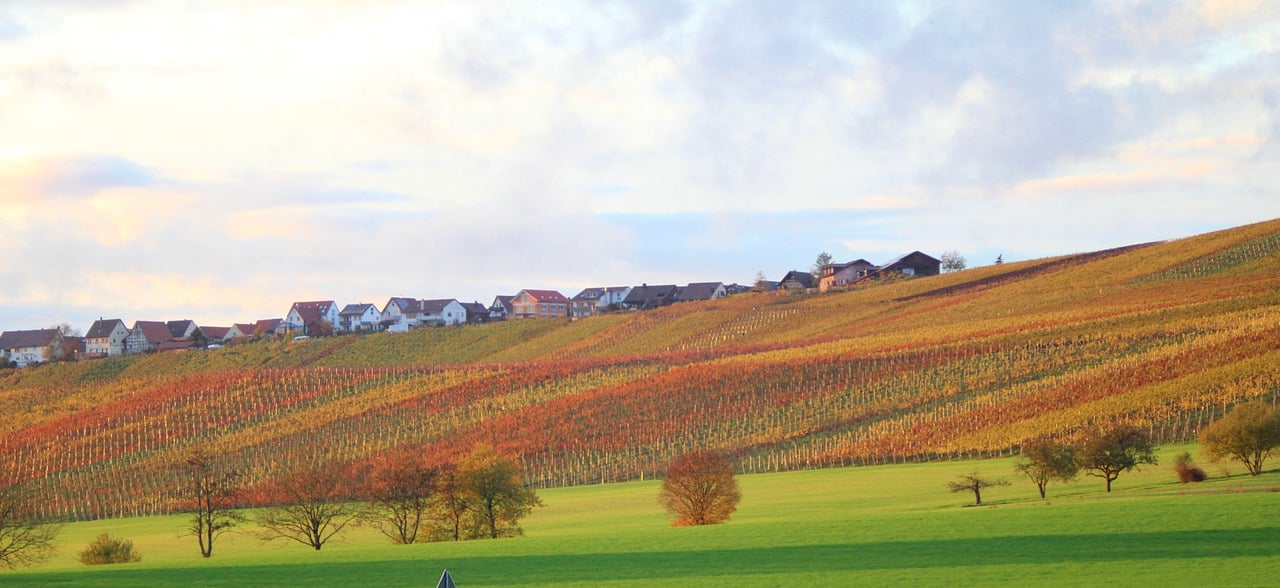 vineyard, village, trees-7600515.jpg