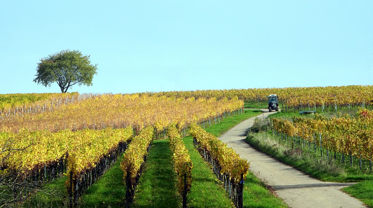 vineyards, autumn, agriculture-7560231.jpg