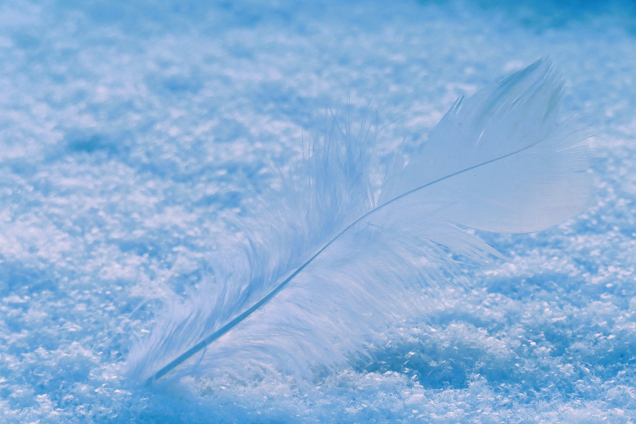 feather, snow, flying-7651251.jpg