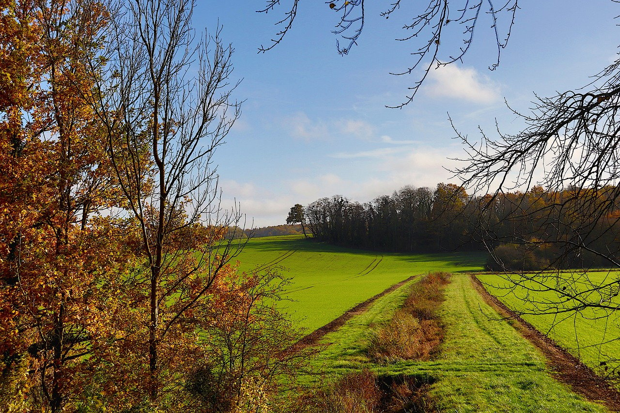 field, trail, foliage-7673778.jpg