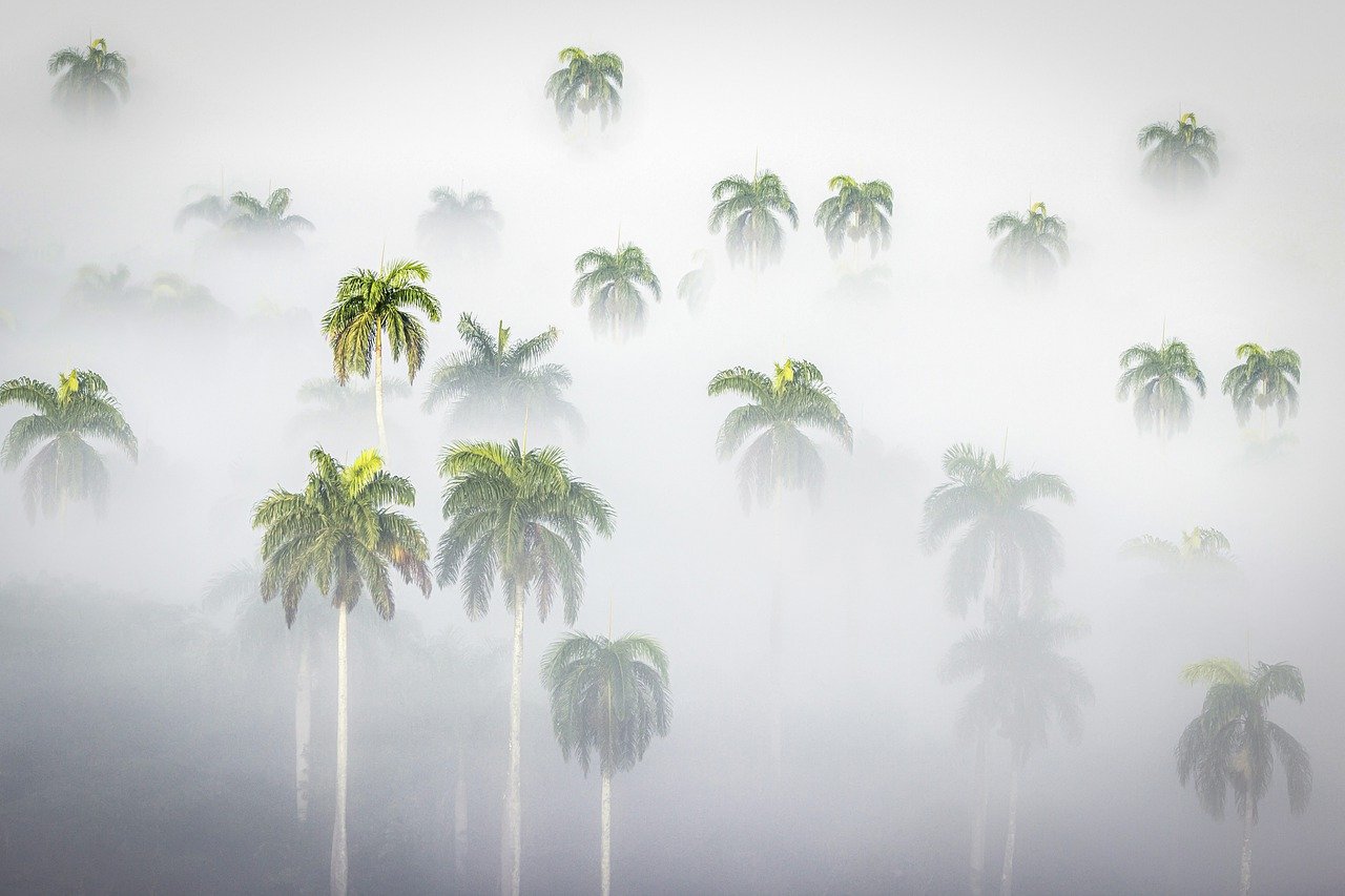 palm, royal, weather-7641522.jpg