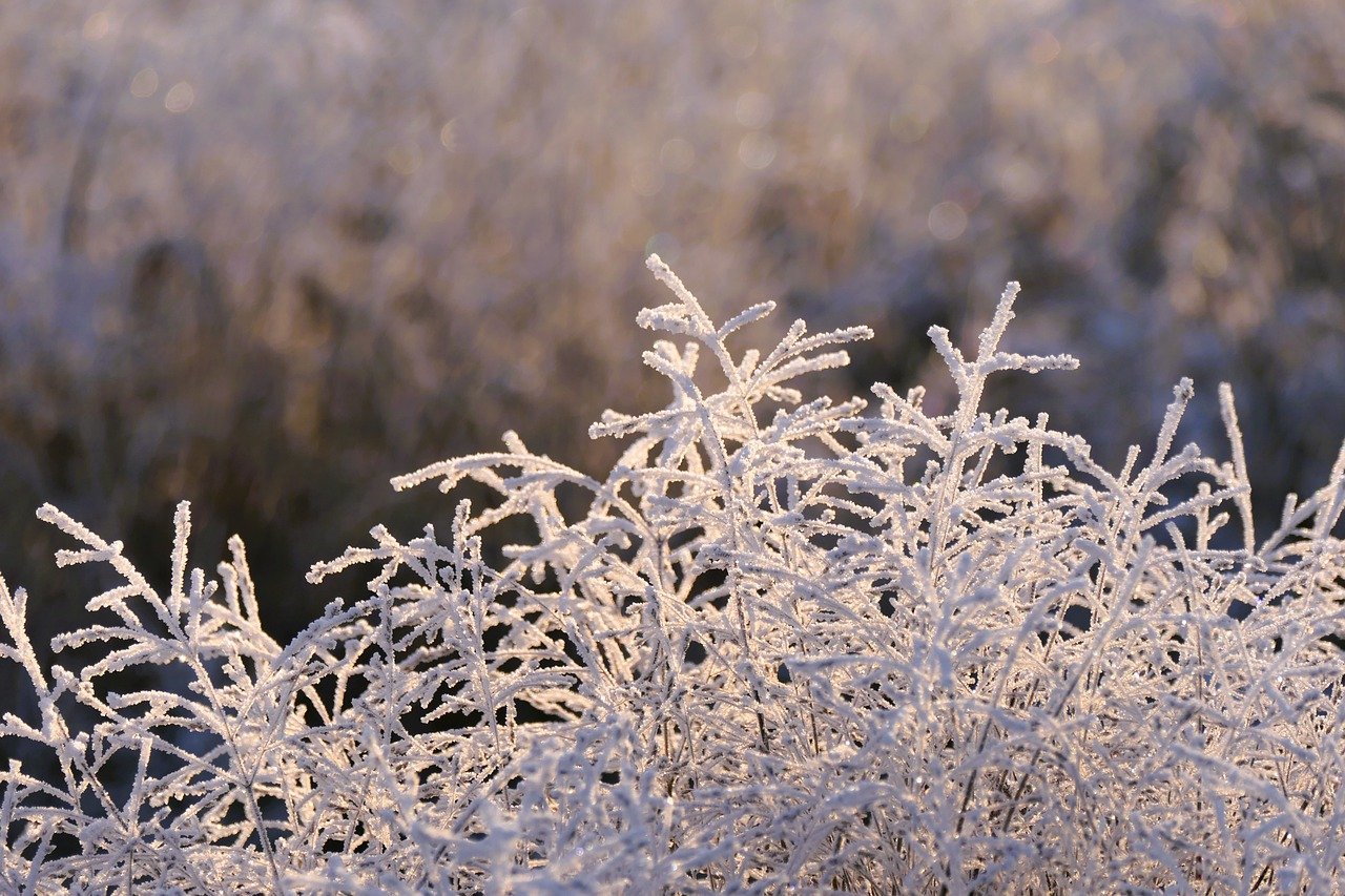 plant, cold, winter-7663910.jpg