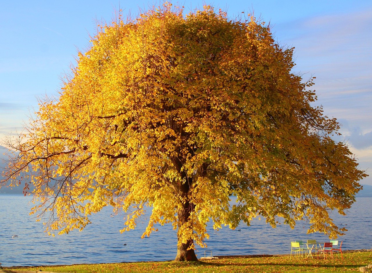 tree, autumn colors, nature wallpaper-7619791.jpg