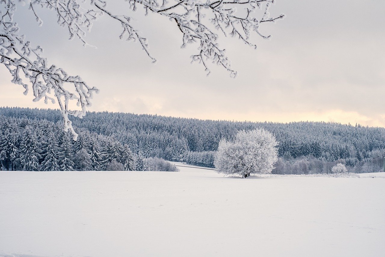 trees, snow, winter-7646958.jpg