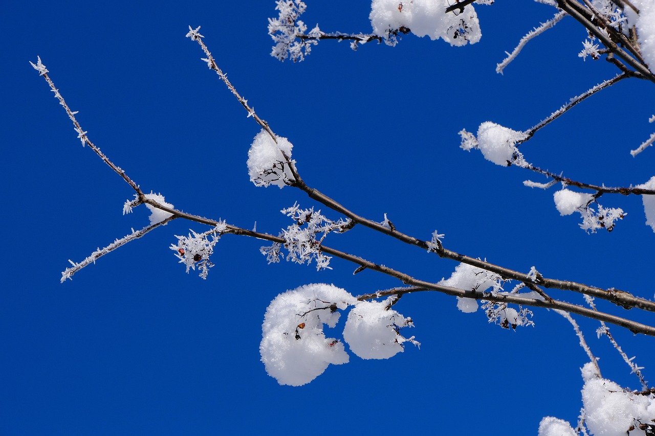 winter, snow, branch-7684976.jpg