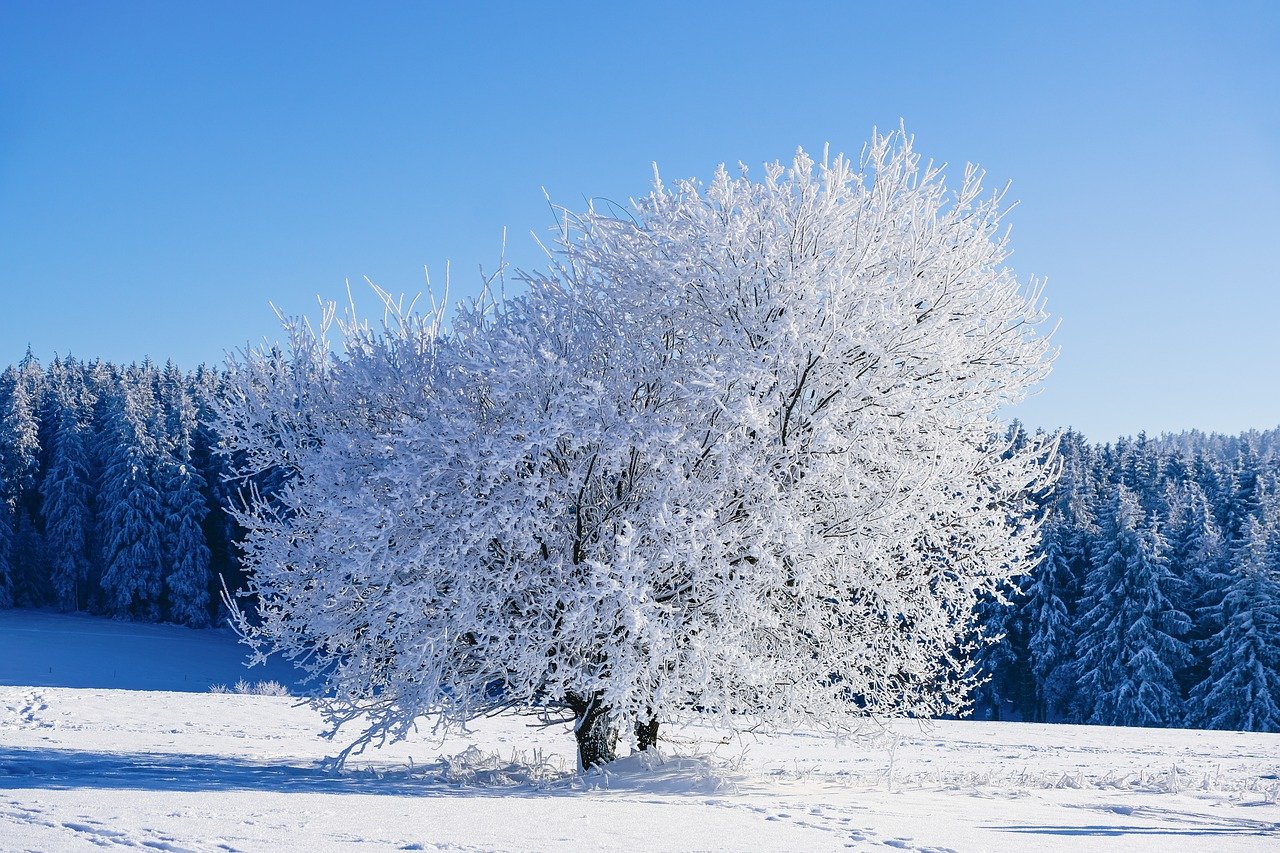 winter, tree, frost-7624034.jpg