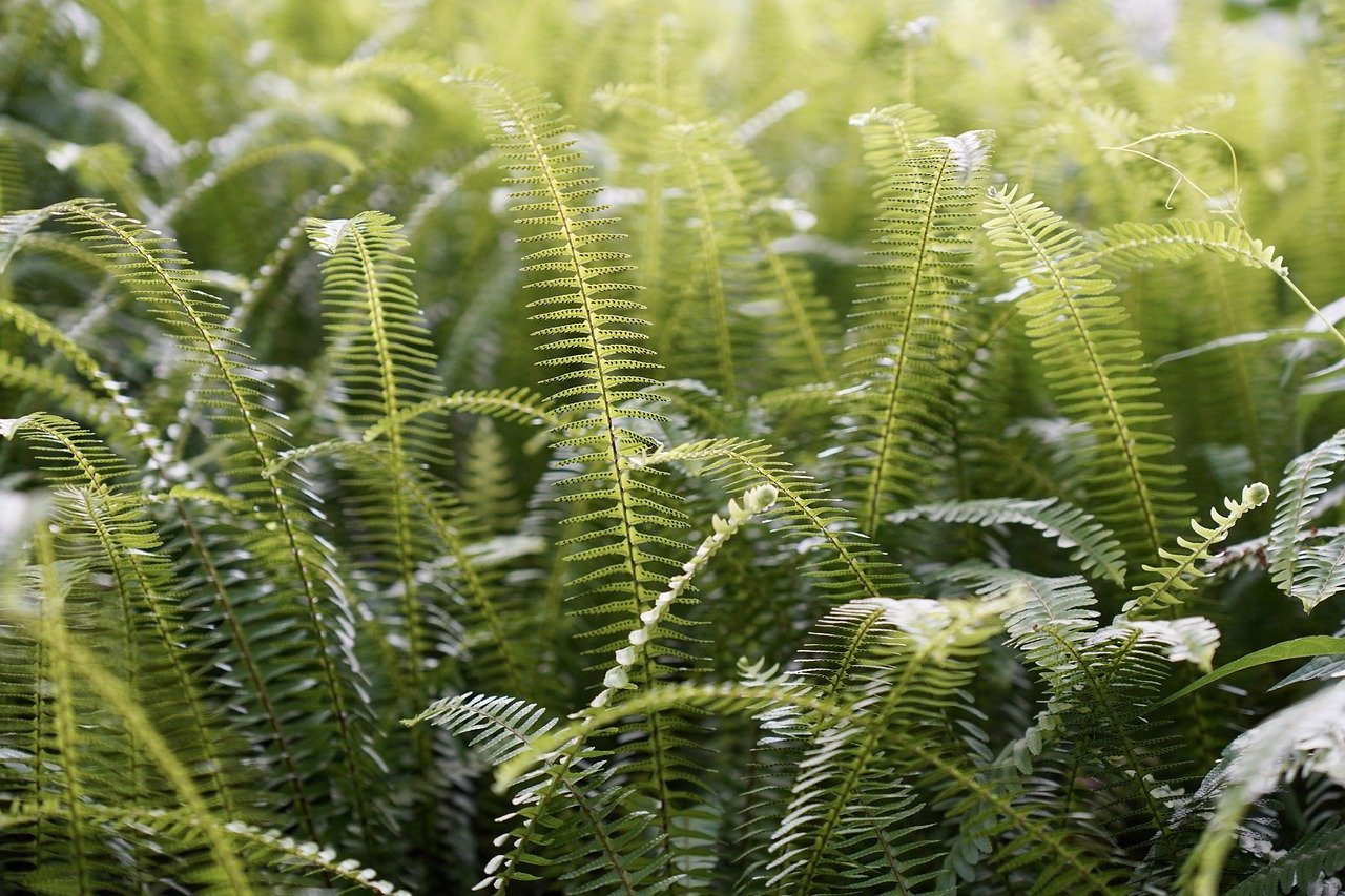 ferns, plants, nature-7707348.jpg