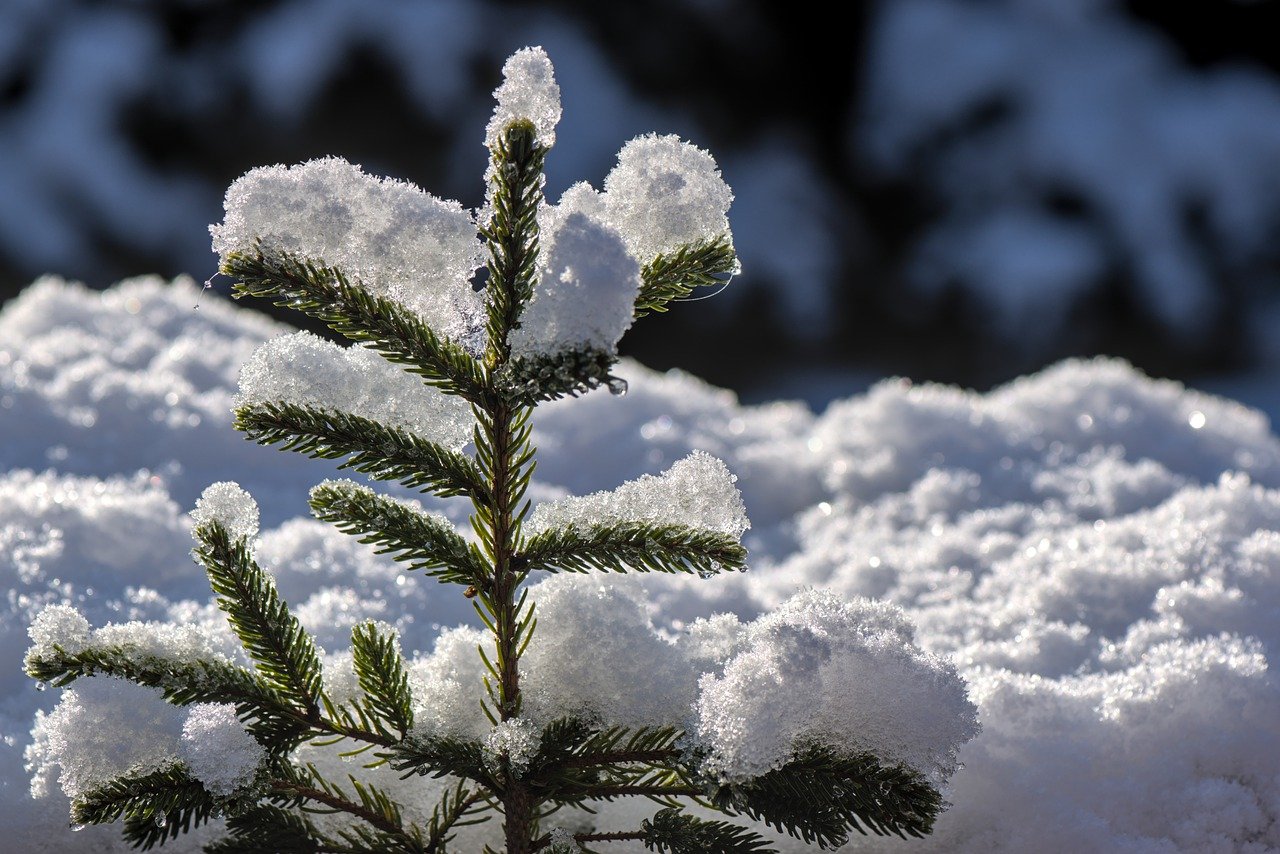 fir tree, fir green, snow-7731421.jpg