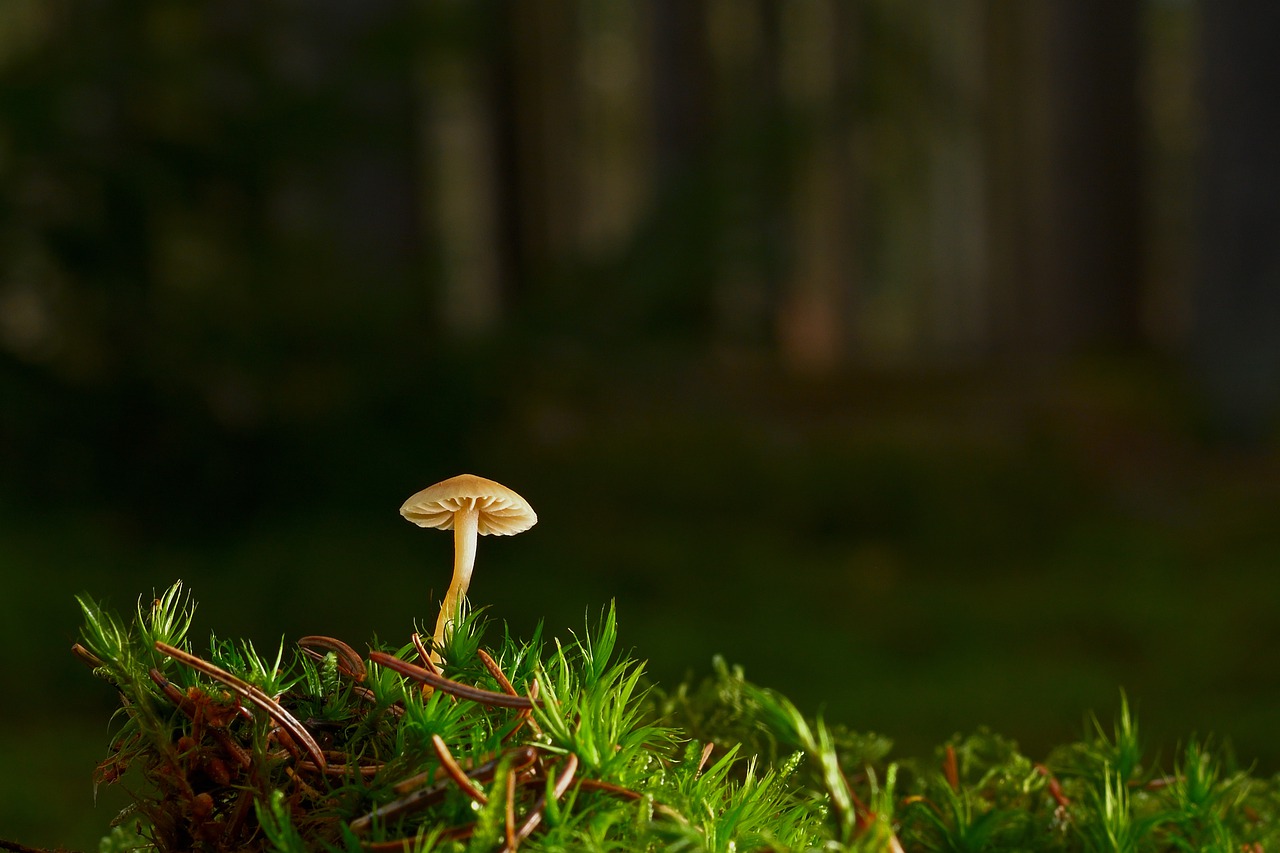 mushroom, disc fungus, moss-7710167.jpg