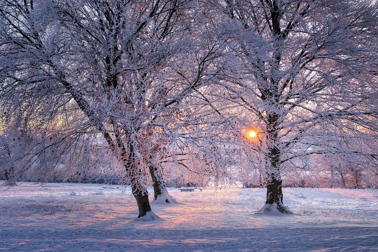 trees, nature, winter-7682636.jpg