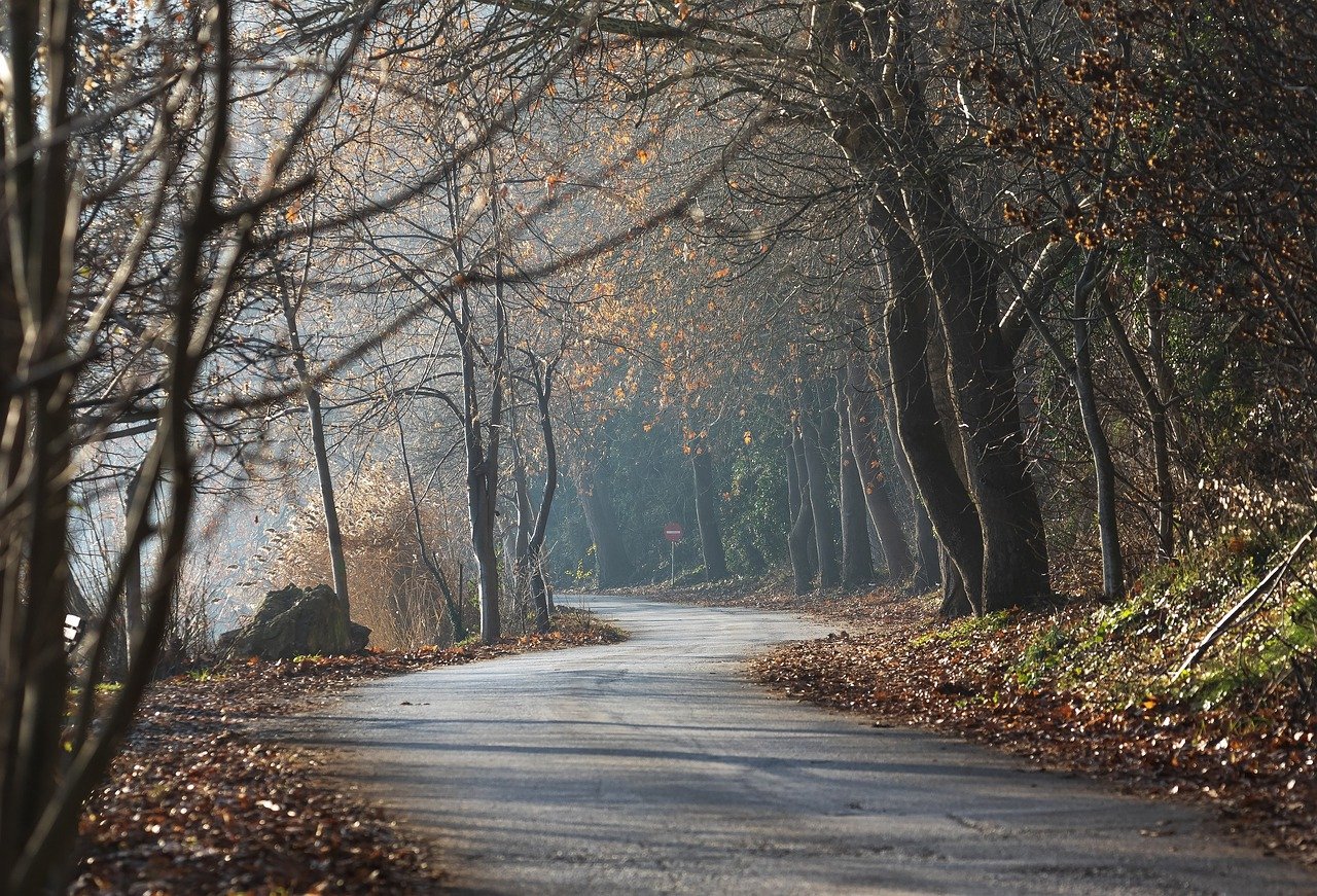 trees, forest, lake-7710539.jpg