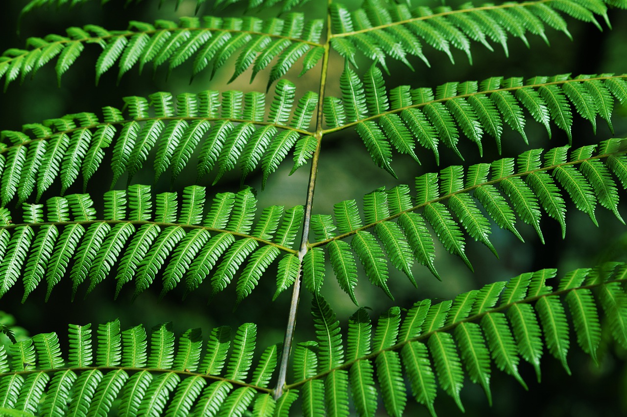 fern, leaves, plant-7890129.jpg
