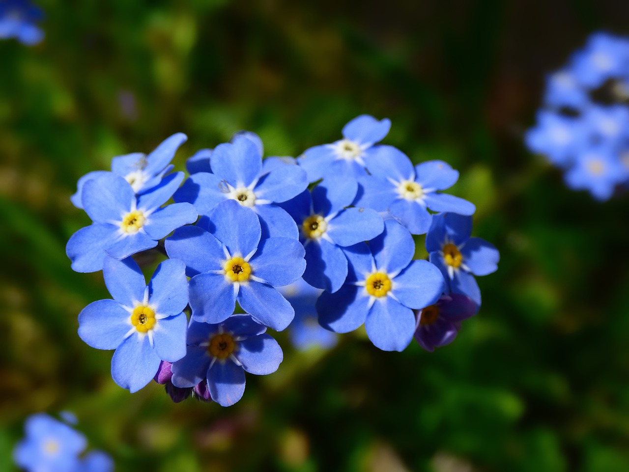 forget me not, blossoms, nature-7938513.jpg