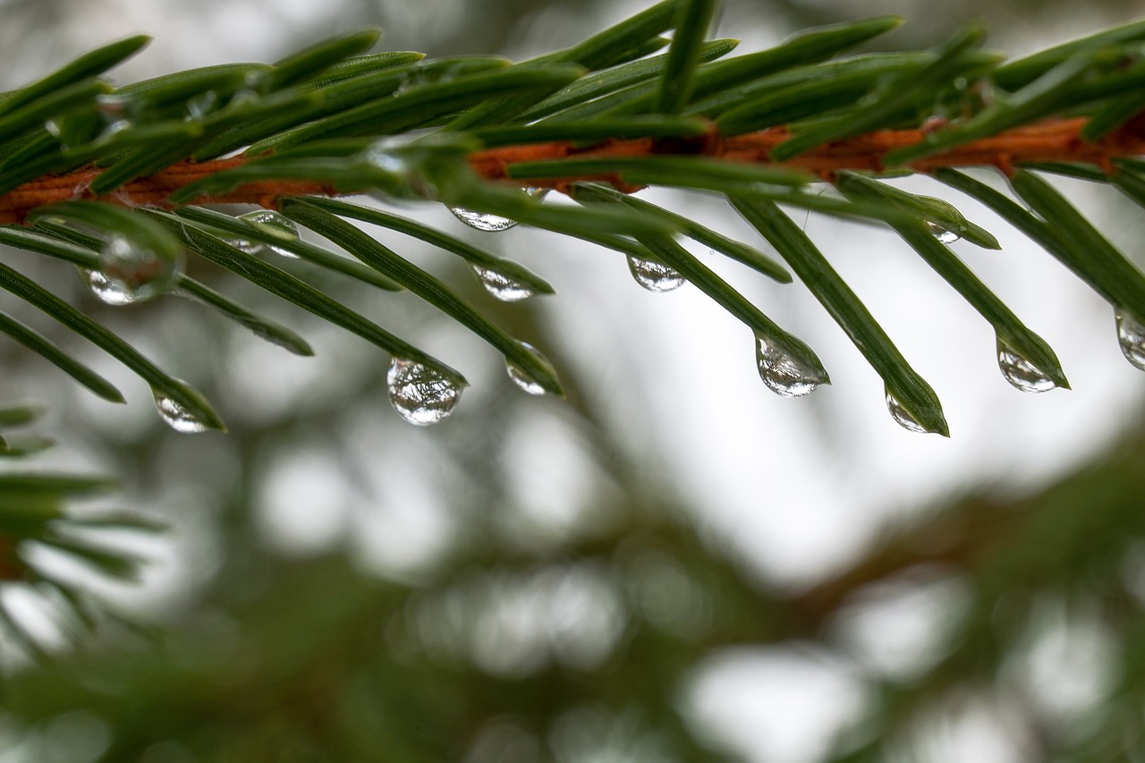 pine needles, spruce, dewrops-7890106.jpg