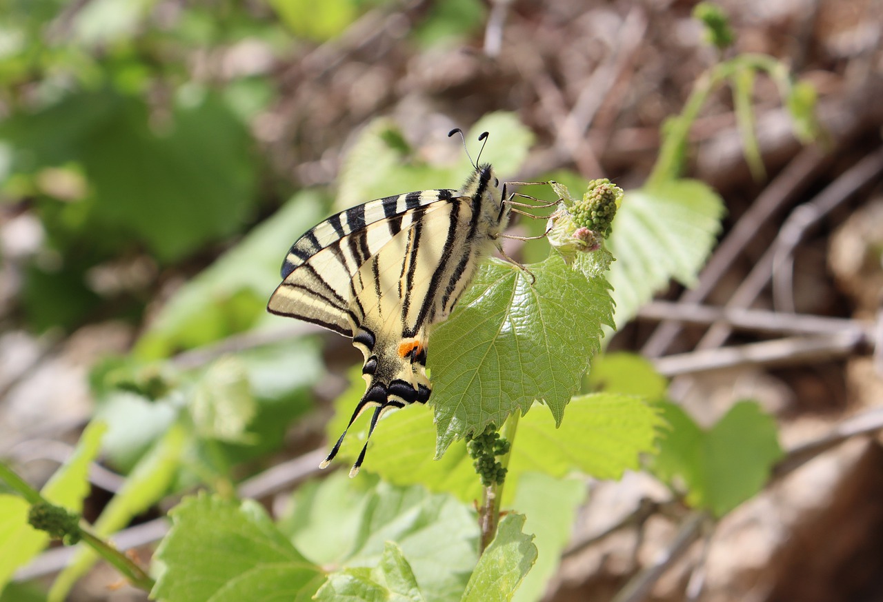 butterfly, insect, bud-7955410.jpg