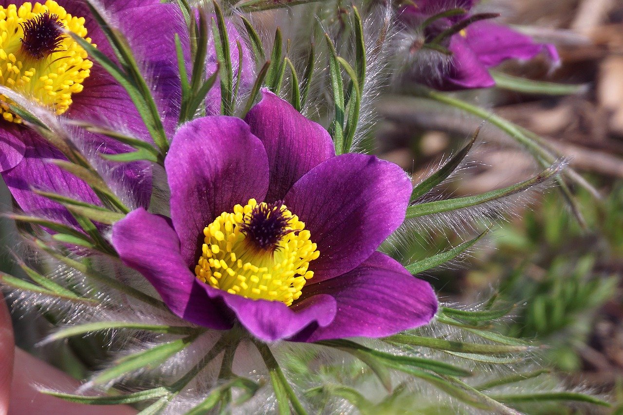 flower, pasqueflower, botany-7961218.jpg