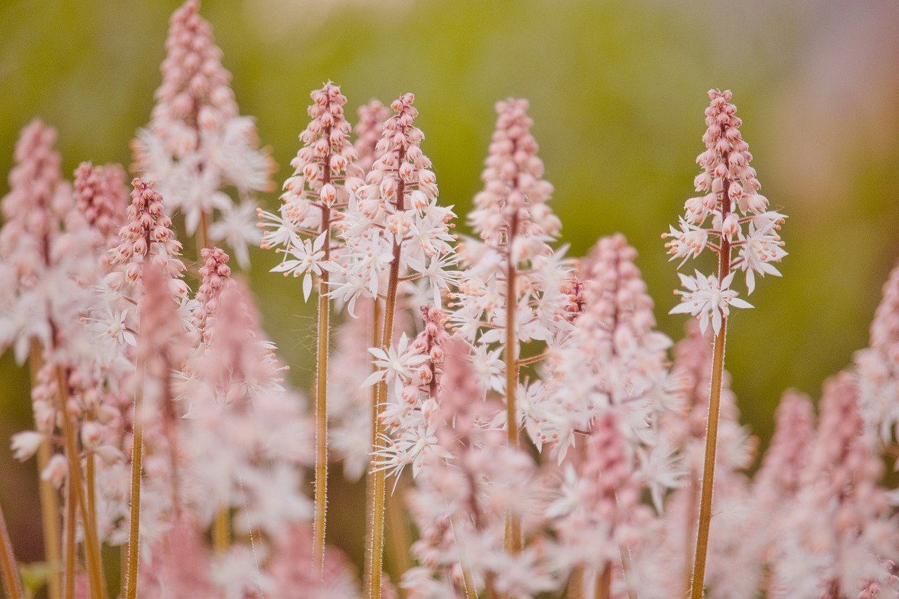 flowers, heartleaf foamflower, field-7968358.jpg