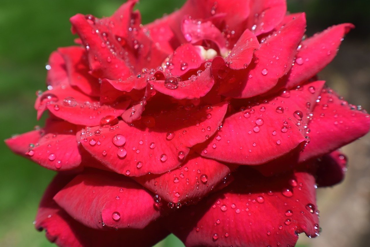 rose, flower, rain drops-7997925.jpg