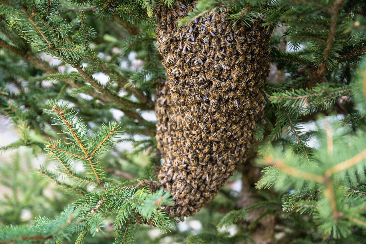 swarm of bees, bees, insects-7996582.jpg