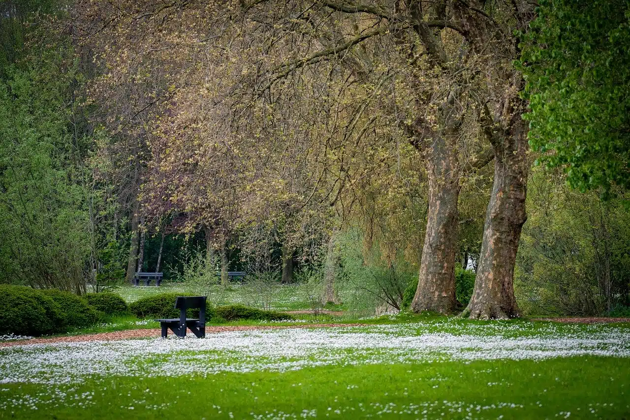 bench, park, tall old trees-8041619.jpg