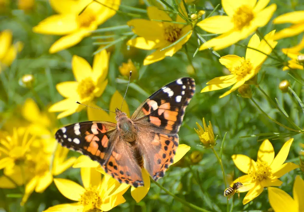 butterfly, insect, flowers-8052669.jpg