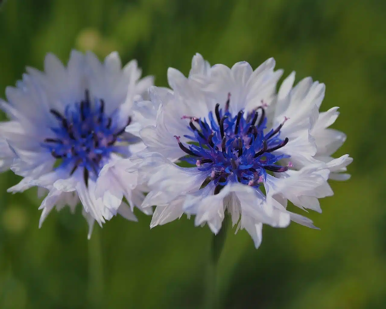 cornflowers, blossoms, nature-8052716.jpg