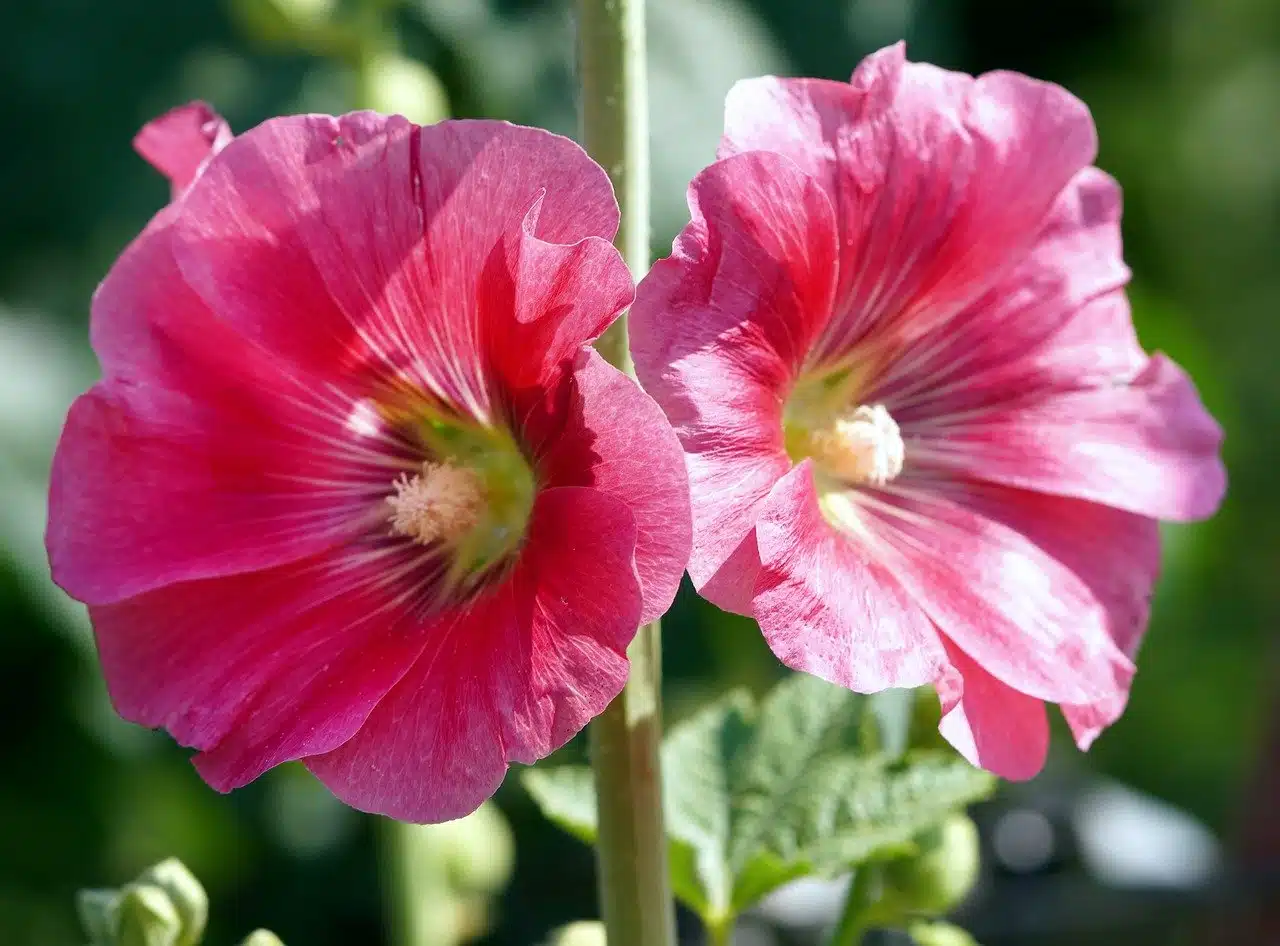 hollyhocks, flowers, plant-8074738.jpg