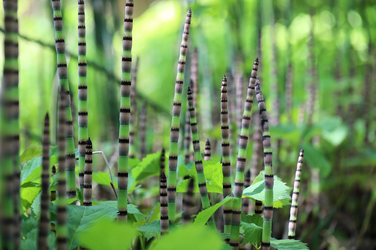 horsetail, winter horsetail, beautiful wallpaper-8031666.jpg