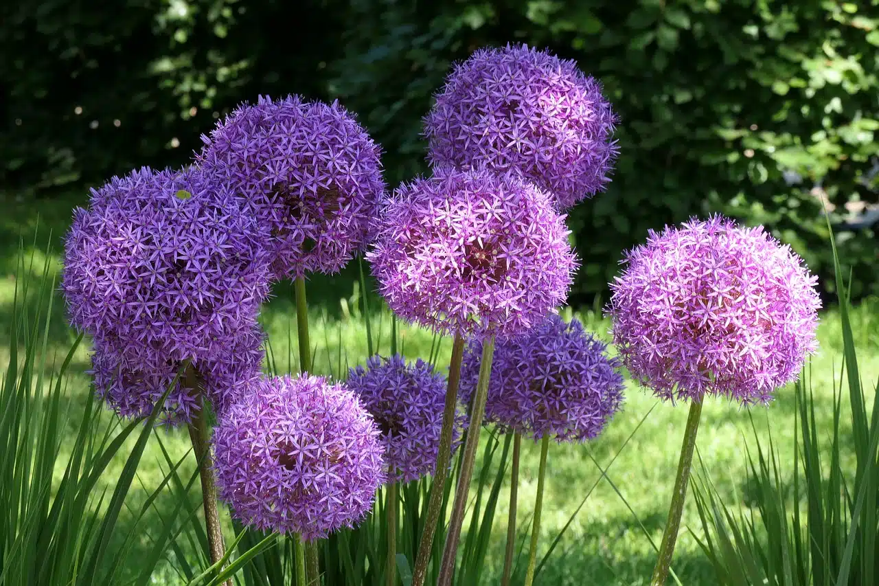 ornamental onion, leek, blossoms-8063635.jpg