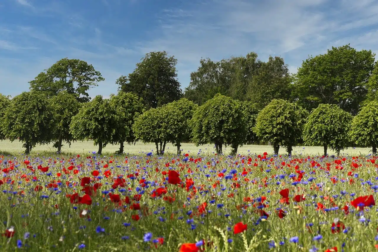 poppies, avenue, field-8065971.jpg