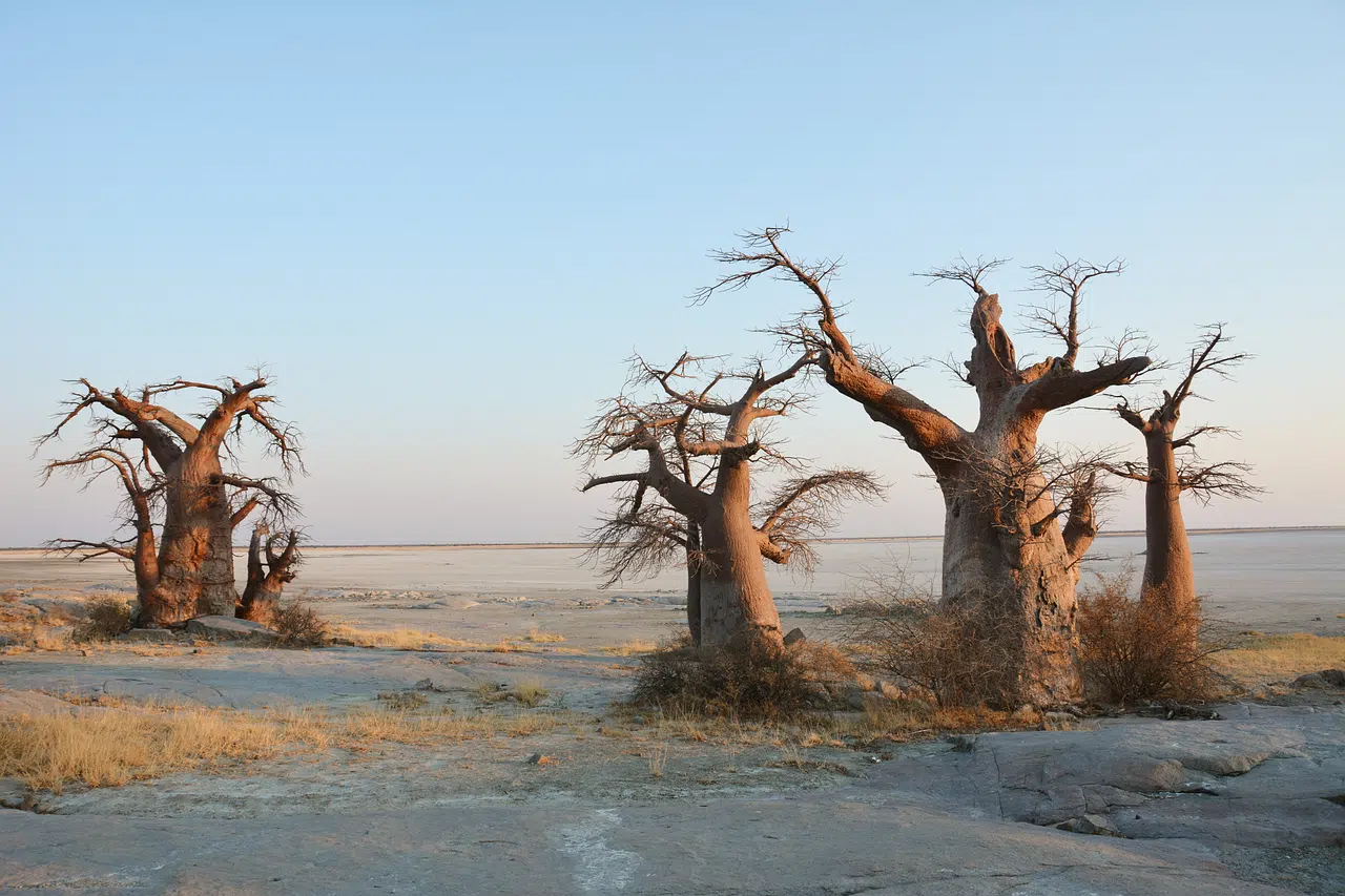 trees, desert, baoba-8061559.jpg