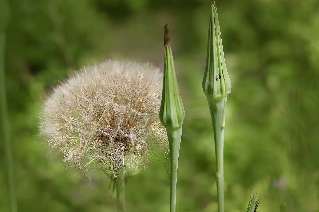 big goatee, tragopogon, fruit stand-8117731.jpg